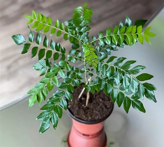 Curry Leaves